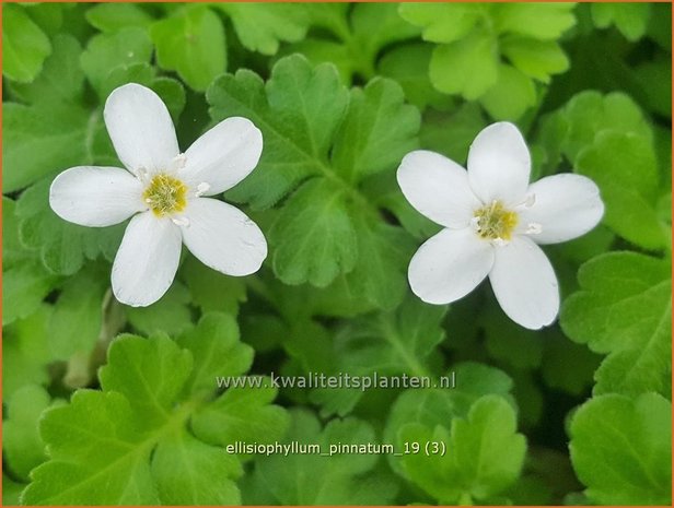 Ellisiophyllum pinnatum | Sternl&auml;ufer