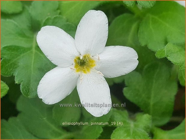 Ellisiophyllum pinnatum | Sternl&auml;ufer