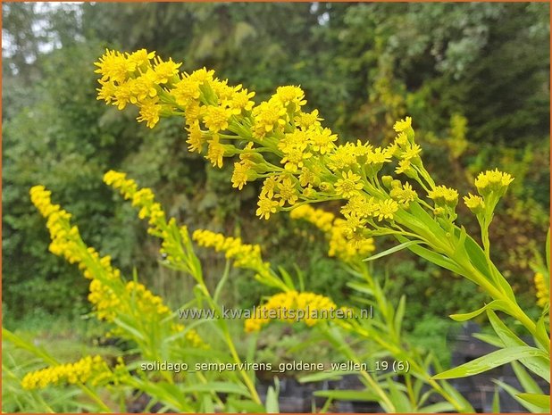 Solidago sempervirens 'Goldene Wellen' | Guldenroede | Goldrute