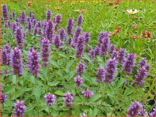 Agastache 'Beelicious Purple' | Dropplant, Anijsnetel | Duftnessel