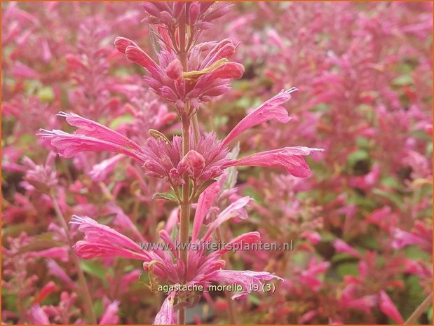 Agastache 'Morello' | Dropplant, Anijsnetel | Duftnessel