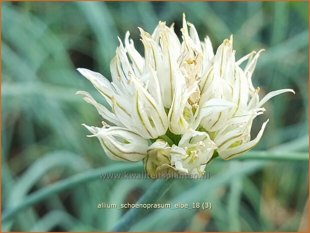 Allium schoenoprasum 'Elbe' | Bieslook, Look | Schnittlauch
