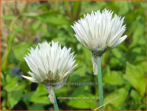 Allium schoenoprasum 'Elbe' | Bieslook, Look | Schnittlauch