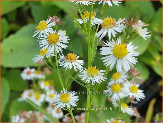 Aster ericoides 'Weisser Zwerg' | Heideaster, Sluieraster, Aster | Heide-Aster