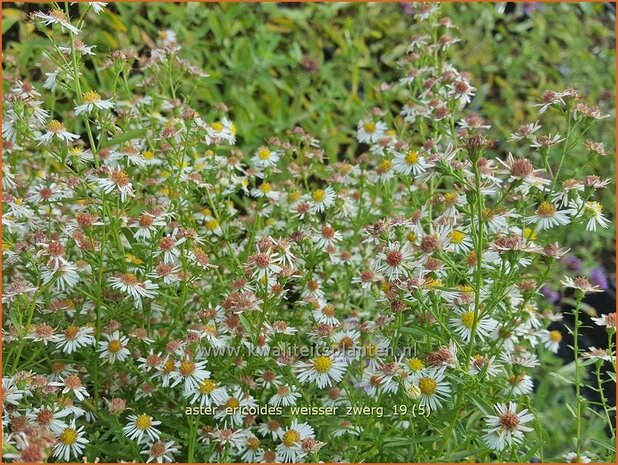 Aster ericoides 'Weisser Zwerg' | Heideaster, Sluieraster, Aster | Heide-Aster