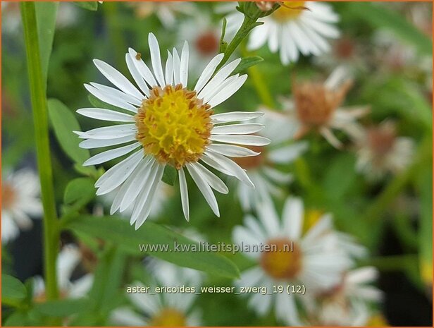 Aster ericoides 'Weisser Zwerg' | Heideaster, Sluieraster, Aster | Heide-Aster