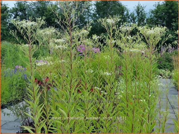Aster umbellatus 'Weisser Schirm' | Aster | Doldige Aster
