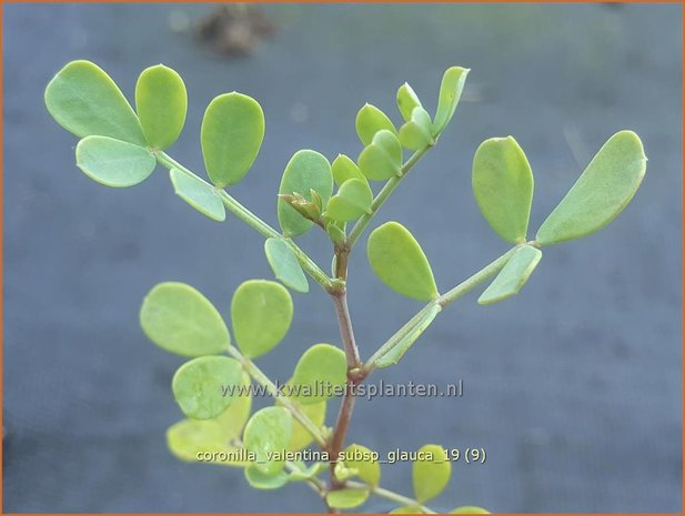 Coronilla valentina subsp. glauca | Kroonkruid | Kronwicke