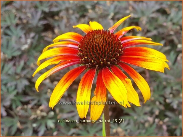 Echinacea purpurea 'Parrot' | Rode zonnehoed, Zonnehoed | Roter Sonnenhut