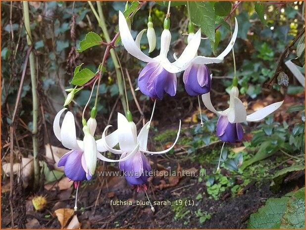 Fuchsia 'Delta's Sarah' | Bellenplant, Tuinfuchsia, Fuchsia | Fuchsie