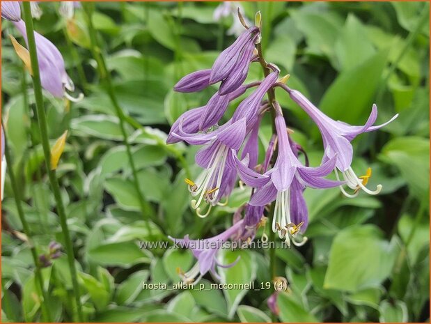 Hosta 'Allan P. McConnell' | Hosta, Hartlelie, Funkia | Funkie