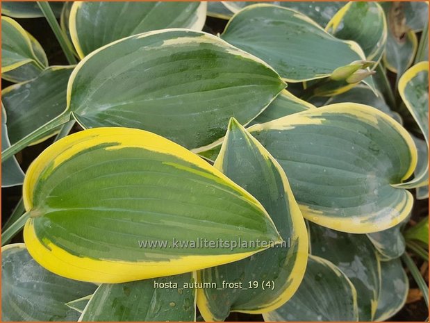 Hosta 'Autumn Frost' | Hosta, Hartlelie, Funkia | Funkie