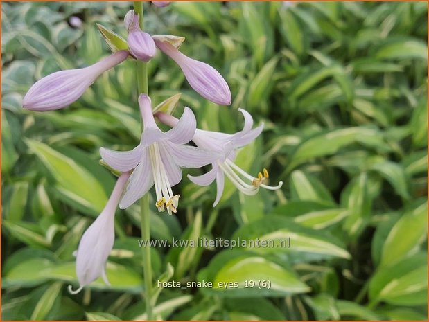 Hosta 'Snake Eyes' | Hosta, Hartlelie, Funkia | Funkie