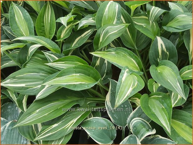 Hosta 'Snake Eyes' | Hosta, Hartlelie, Funkia | Funkie