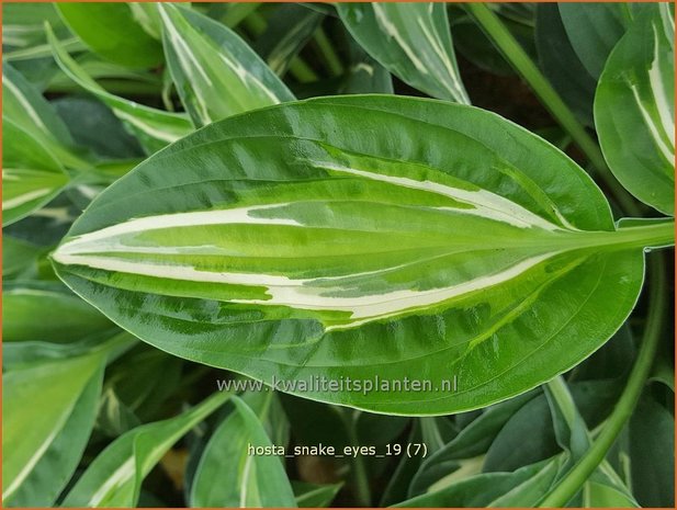 Hosta 'Snake Eyes' | Hosta, Hartlelie, Funkia | Funkie