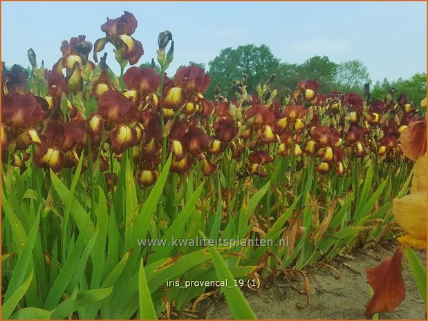 Iris germanica 'Provencal' | Baardiris, Duitse lis, Iris, Lis | Hohe Bart-Schwertlilie