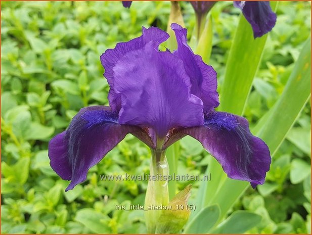 Iris pumila 'Little Shadow' | Dwerglis, Zwaardlelie, Iris, Lis | Zwerg-Schwertlilie