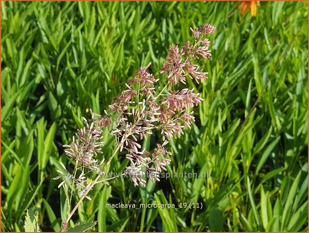 Macleaya microcarpa | Pluimpapaver, Vedermaan | Bräunlichblühender Federmohn