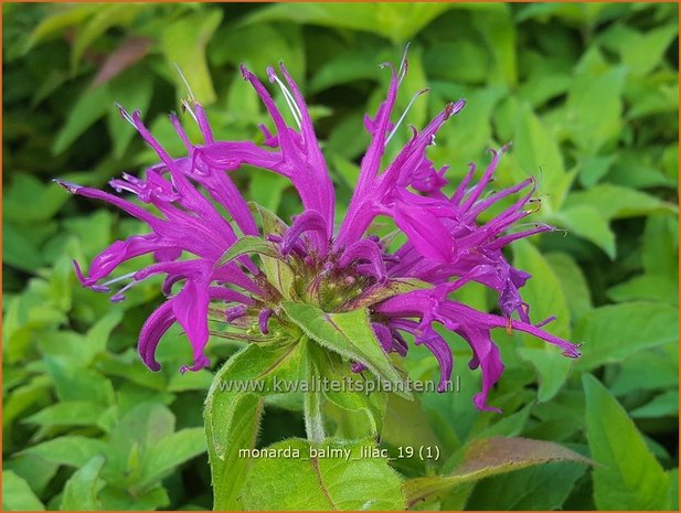 Monarda 'Balmy Lilac' | Bergamotplant, Indianennetel | Indianernessel