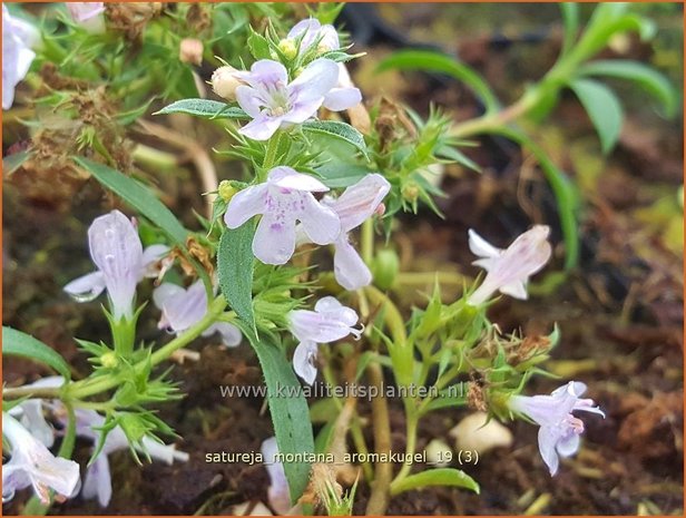 Satureja montana 'Aromakugel' | Winterbonenkruid, Bergbonenkruid, Bonenkruid | Berg-Bohnenkraut