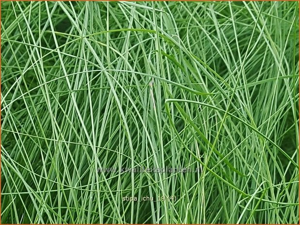 Stipa ichu | Peruviaans vedergras, Vedergras | Peruanisches Federgras