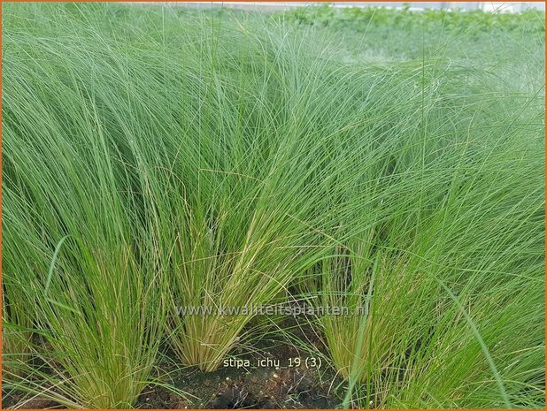 Stipa ichu | Peruviaans vedergras, Vedergras | Peruanisches Federgras