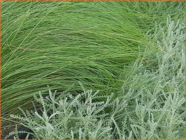 Stipa ichu | Peruviaans vedergras, Vedergras | Peruanisches Federgras