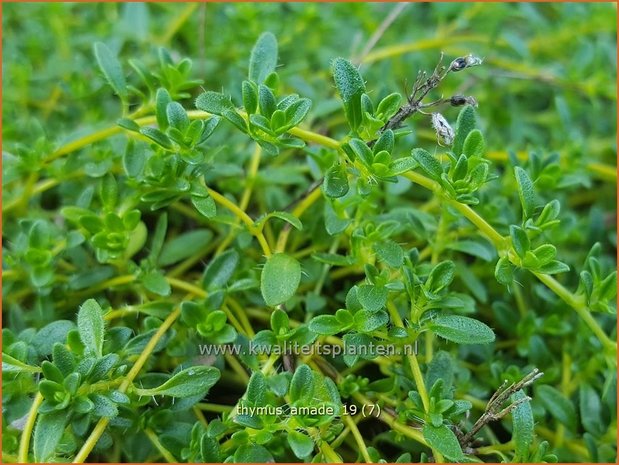 Thymus serpyllum 'Amadé' | Kleine tijm, Wilde tijm, Kruiptijm, Kwendel, Tijm | Sand-Thymian