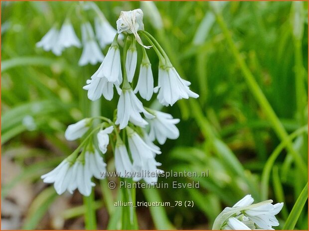 Allium triquetrum | Driekantig look, Look | Dreikantiger Lauch