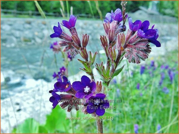 Anchusa officinalis | Gewone ossentong, Ossentong | Gewöhnliche Ochsenzunge