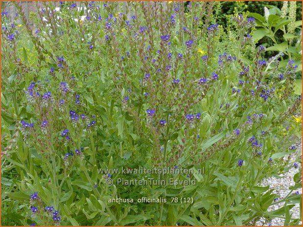 Anchusa officinalis | Gewone ossentong, Ossentong | Gewöhnliche Ochsenzunge