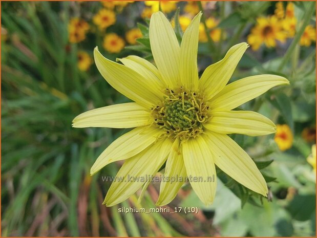 Silphium mohrii | Zonnekroon | Silphie
