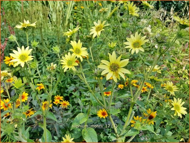 Silphium mohrii | Zonnekroon | Silphie