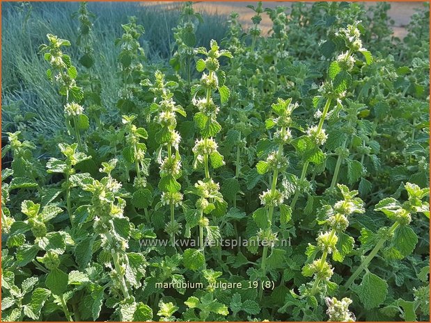 Marrubium vulgare | Malrove | Andorn