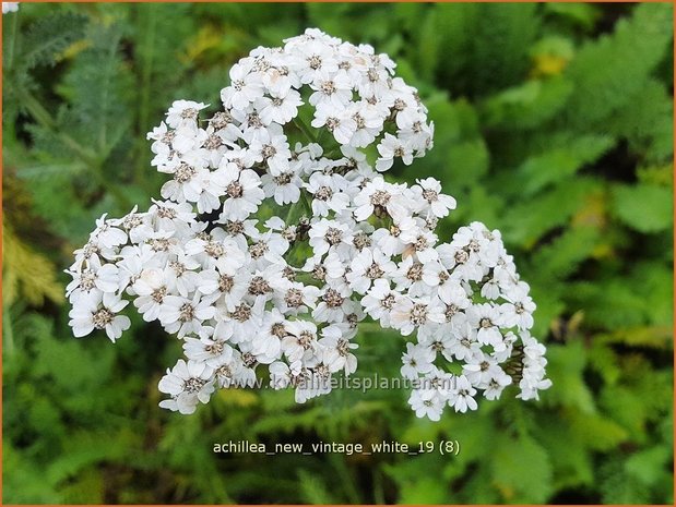Achillea millefolium 'New Vintage White' | Duizendblad | Gewöhnliche Schafgarbe