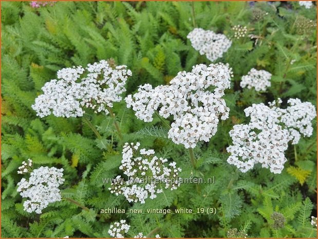 Achillea millefolium 'New Vintage White' | Duizendblad | Gewöhnliche Schafgarbe