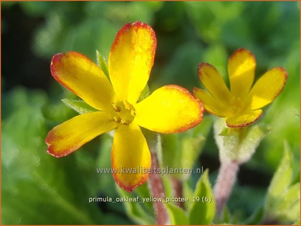 Primula 'Oakleaf Yellow Picotee' | Sleutelbloem | Primel