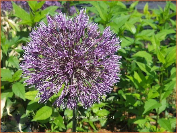 Allium 'Powder Puff' | Sierui, Look | Lauch