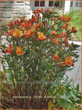 Alstroemeria 'Indian Summer' | Incalelie, Peruviaanse lelie | Inkalilie