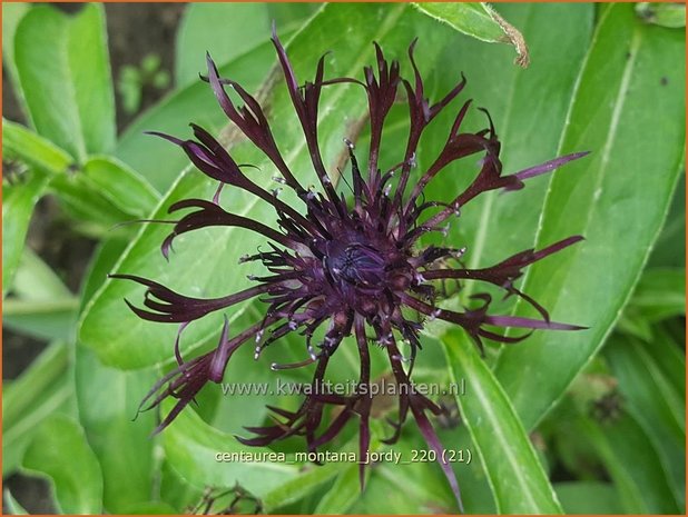 Centaurea montana 'Jordy' | Bergkorenbloem, Bergcentaurie, Korenbloem, Centaurie | Berg-Flockenblume