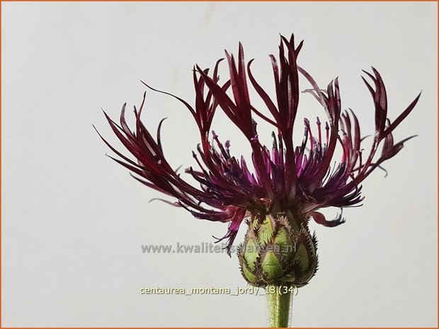 Centaurea montana 'Jordy' | Bergkorenbloem, Bergcentaurie, Korenbloem, Centaurie | Berg-Flockenblume
