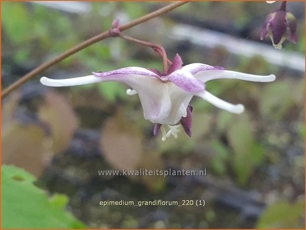 Epimedium grandiflorum | Elfenbloem | Großblütige Elfenblume