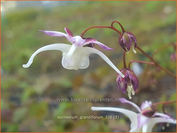 Epimedium grandiflorum | Elfenbloem | Großblütige Elfenblume