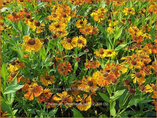 Helenium &#39;Moerheim Beauty&#39; | Zonnekruid | Sonnenbraut