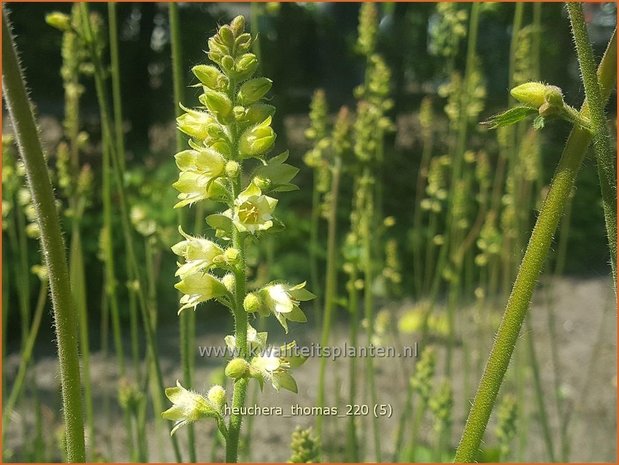 Heuchera &#39;Thomas&#39; | Purperklokje | Purpurglöckchen