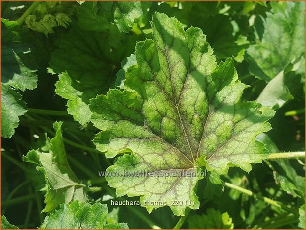 Heuchera &#39;Thomas&#39; | Purperklokje | Purpurglöckchen