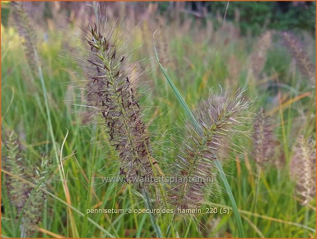 Pennisetum alopecuroides 'Hameln' | Breed lampenpoetsersgras, Borstelveergras, Lampenpoetsersgras | Lampenputze