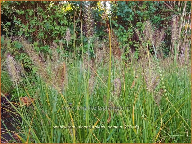 Pennisetum alopecuroides 'Hameln' | Breed lampenpoetsersgras, Borstelveergras, Lampenpoetsersgras | Lampenputze