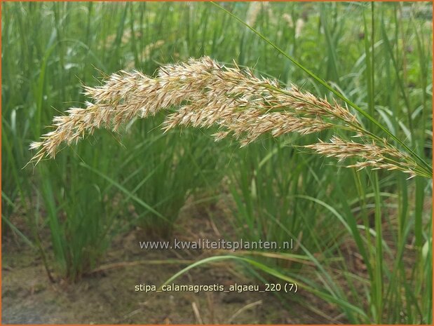 Stipa calamagrostis &#39;Algäu&#39; | Vedergras | Silberährengras