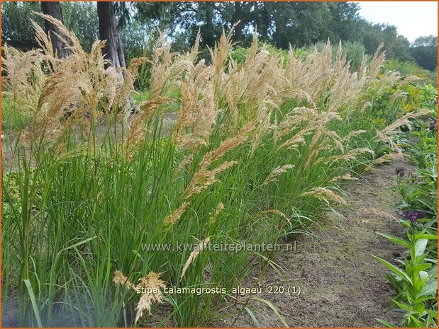 Stipa calamagrostis &#39;Algäu&#39; | Vedergras | Silberährengras